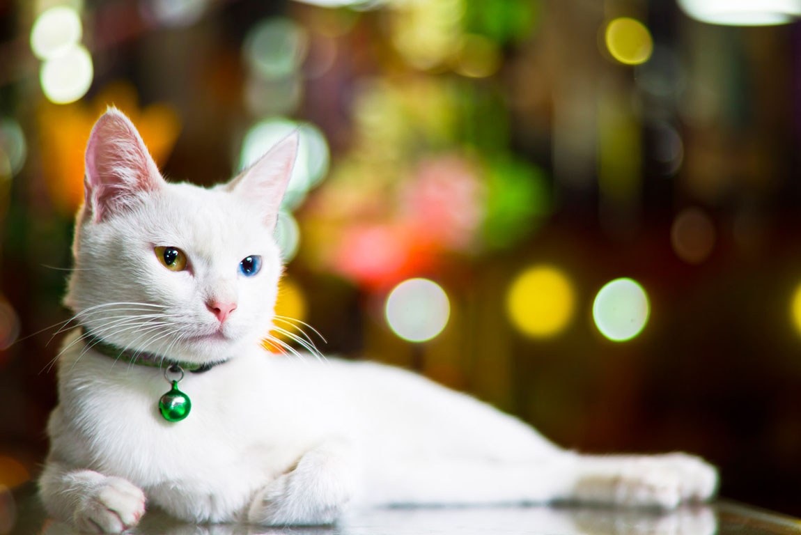 Ruins of Hosap Castle