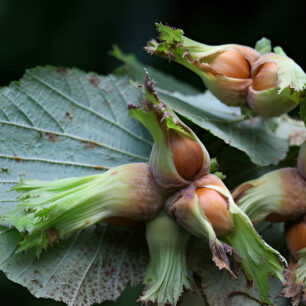 Гиресун (Giresun)