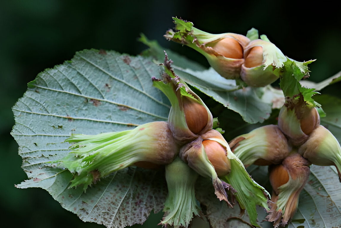 Гиресун (Giresun)-05