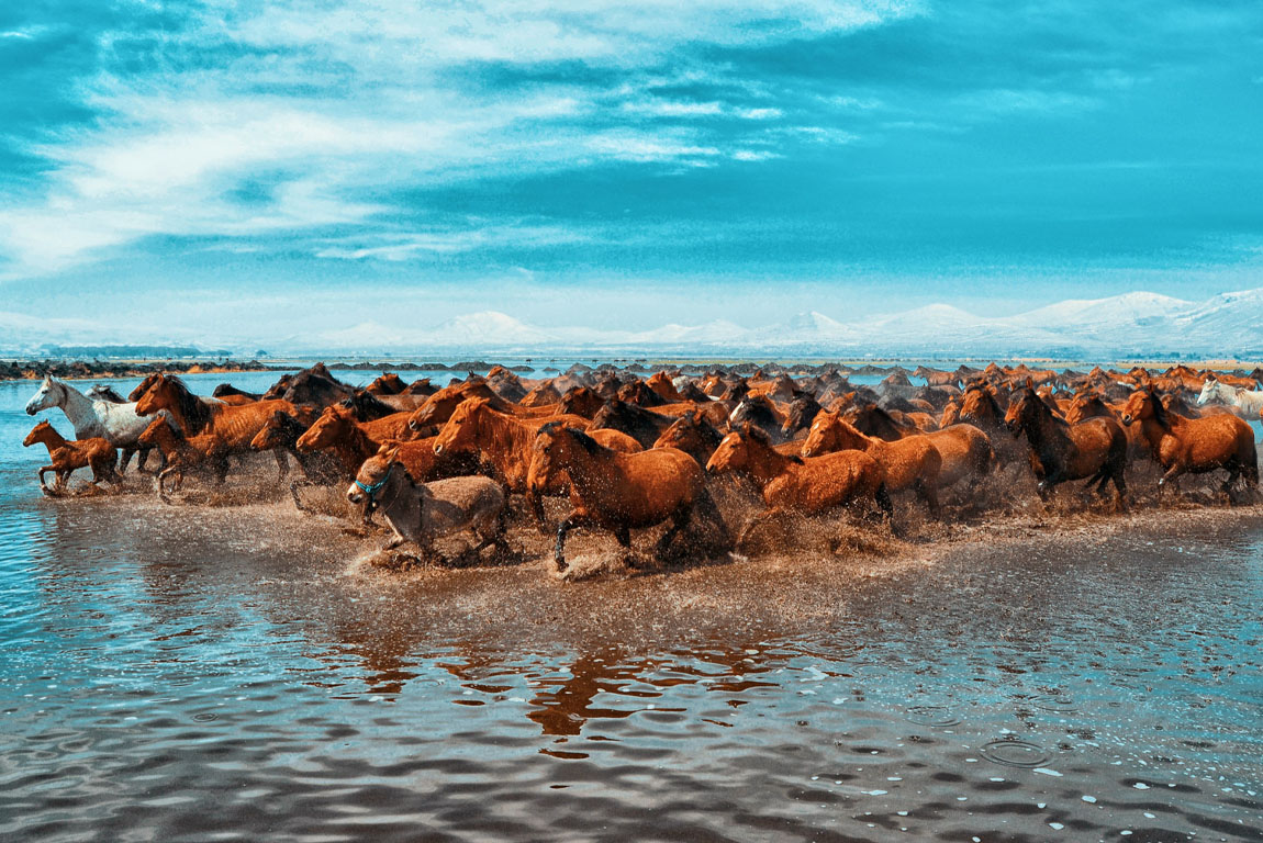 yılkı horses in the foothills of erciyes mountain