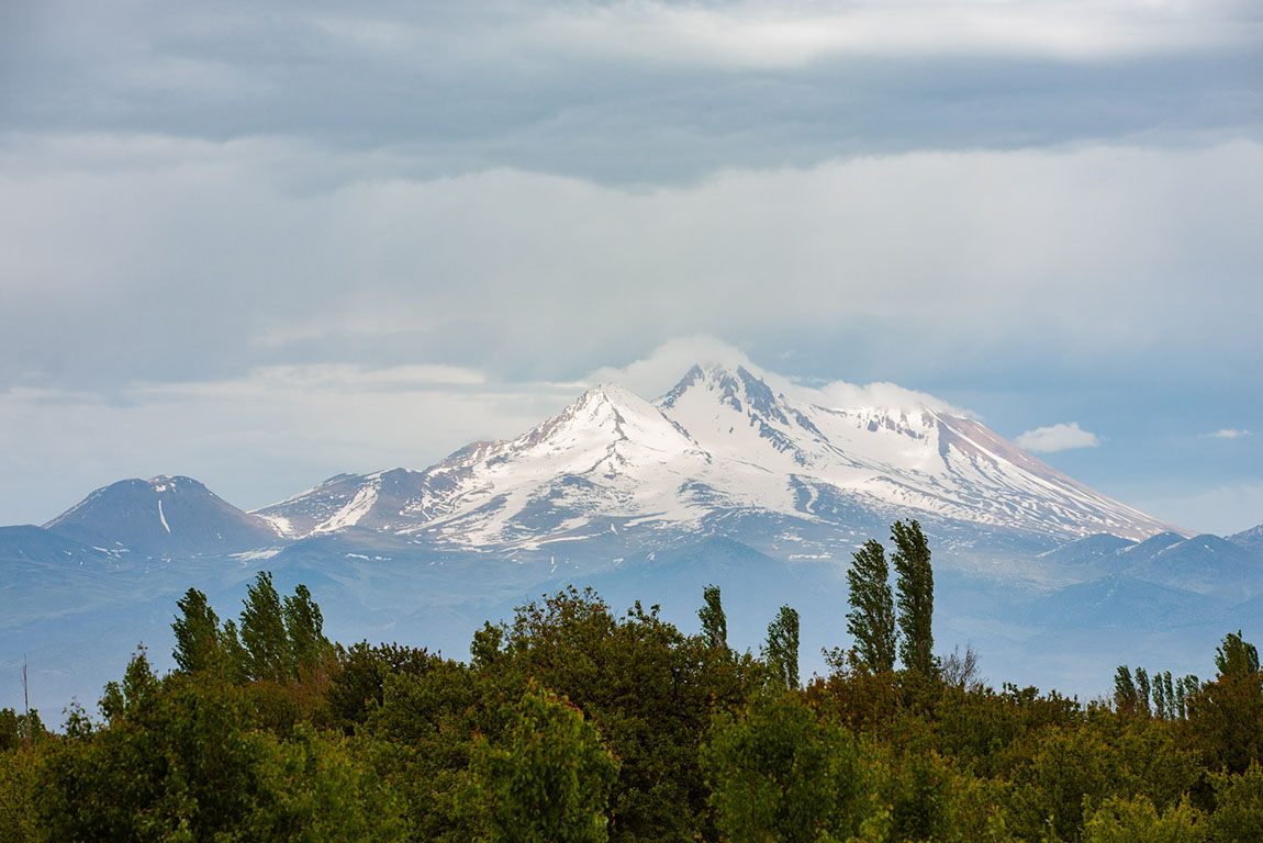yılkı horses in the foothills of erciyes mountain