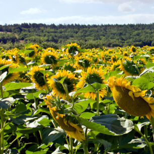 Кыркларели (Kırklareli)