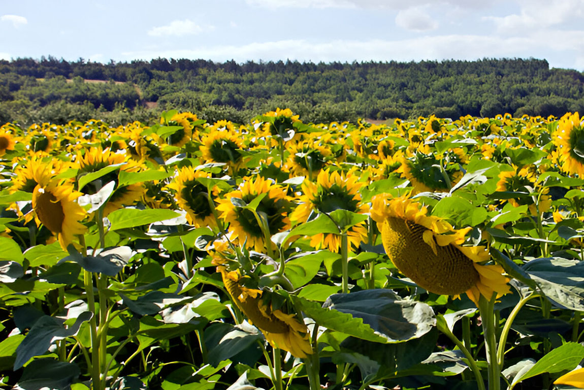 Кыркларели (Kırklareli)-05
