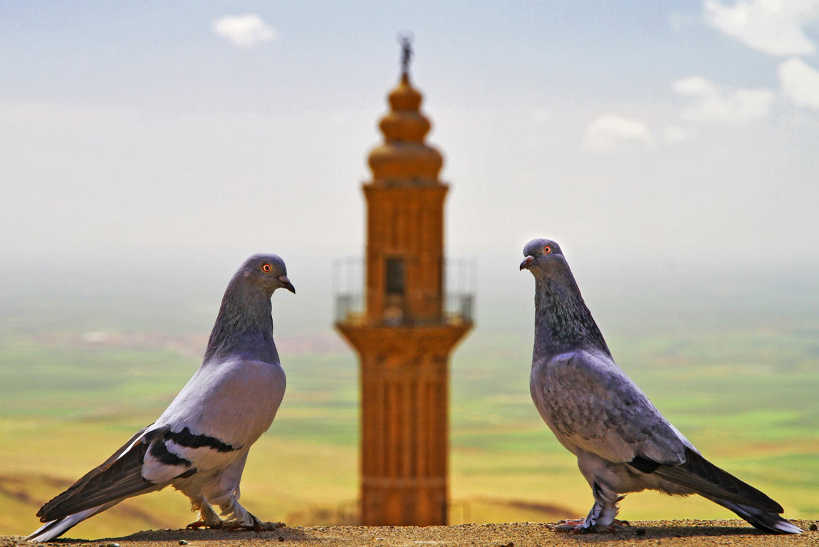 Pigeons in Mardin, Turkey