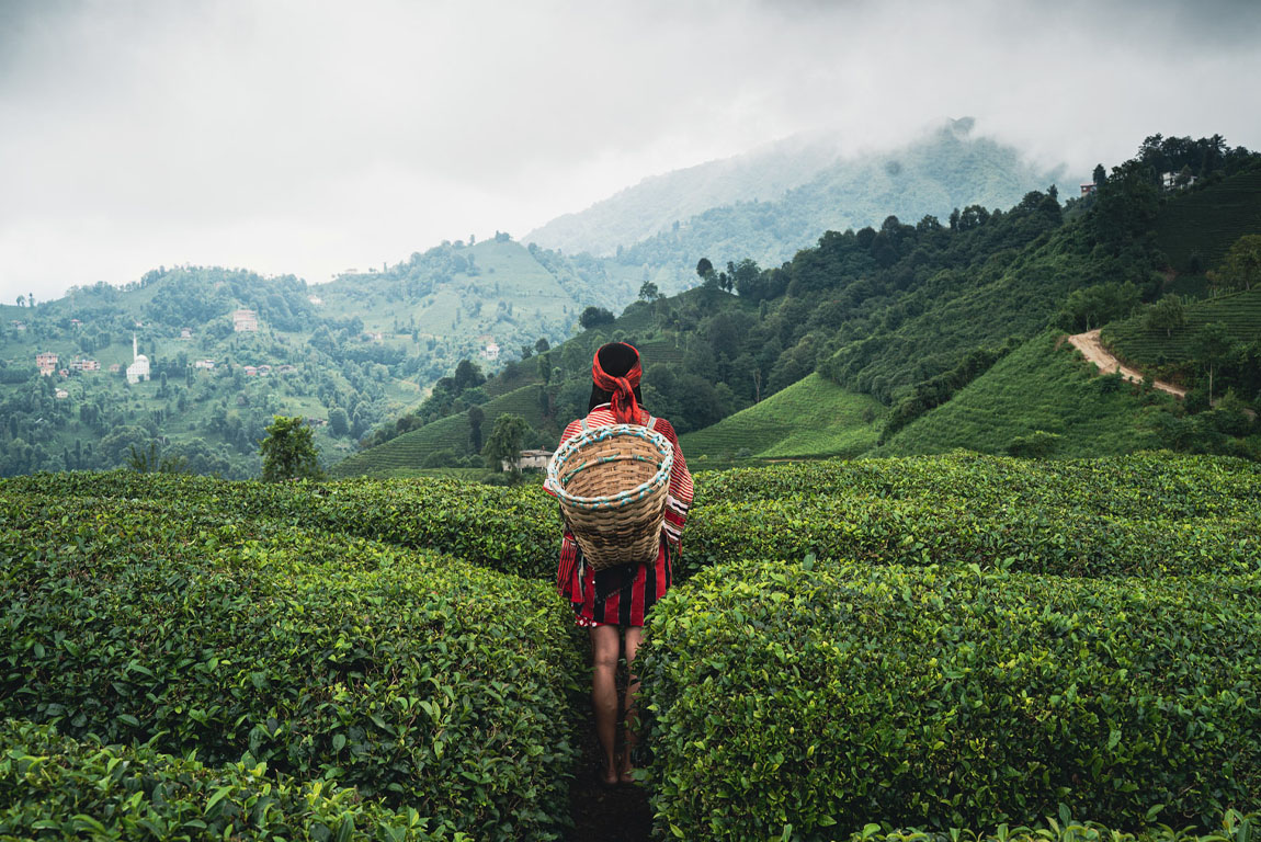 rear view of young woman with wicker basket wearing traditional harvesting clothes between rows of Turkish black tea plantations in Cayeli area Rize province