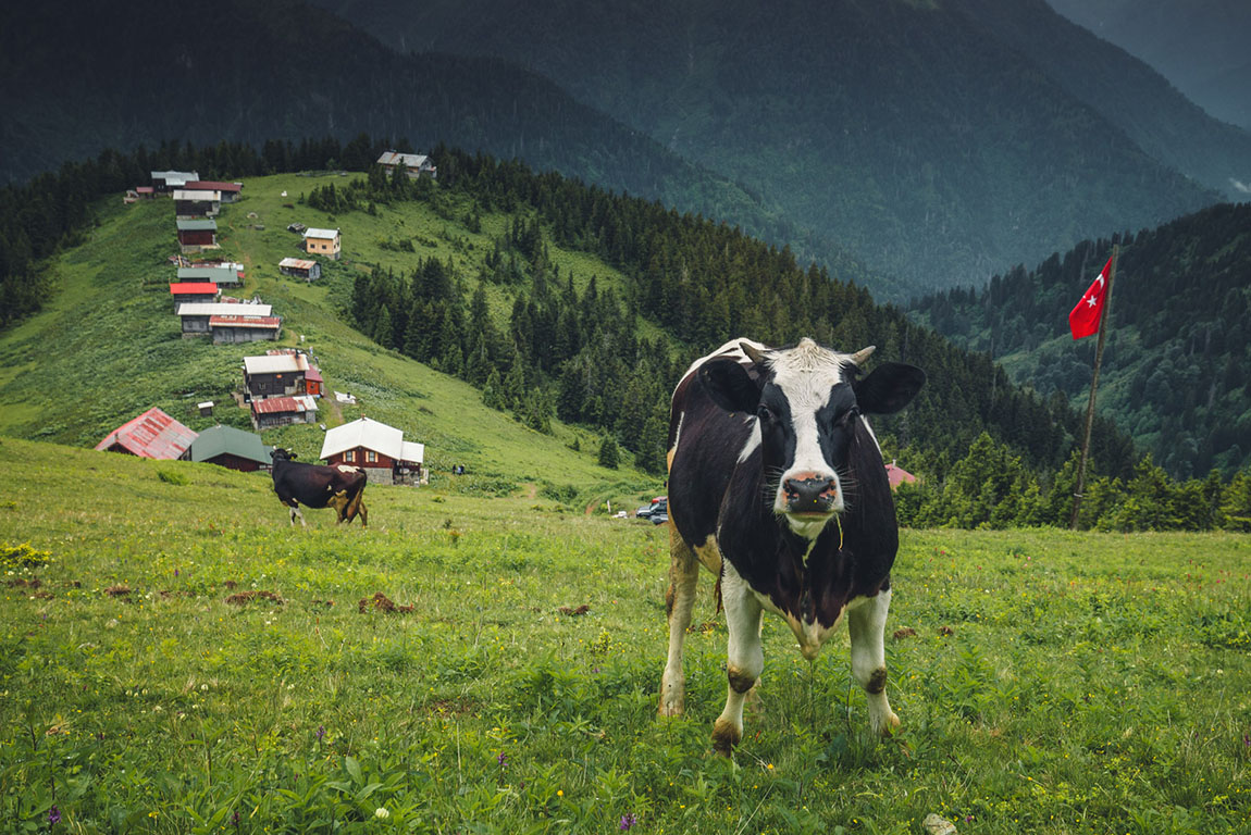 rear view of young woman with wicker basket wearing traditional harvesting clothes between rows of Turkish black tea plantations in Cayeli area Rize province