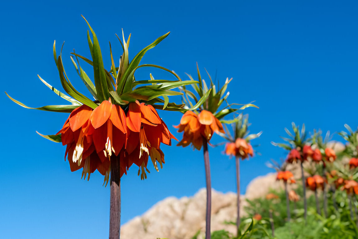 Хаккари (Hakkâri)-01